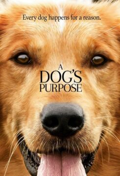 025192395543 Dogs Purpose : Every Dog Happens For A Purpose (DVD)